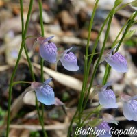 <i>Utricularia graminifolia</i>  Vahl